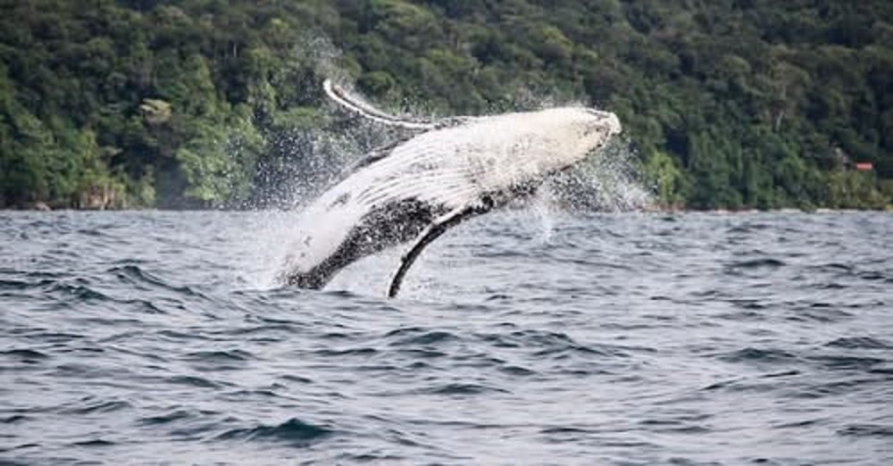 Whale Song Reveals Eerie Similarities to Human Speech, Scientists Find
